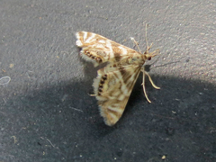 Petrophila canadensis
