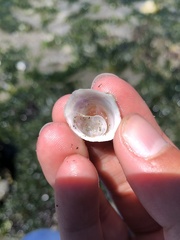 Crepipatella lingulata