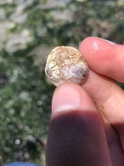 Crepipatella lingulata