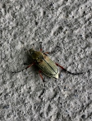 Macrodactylus