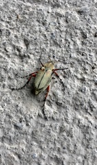 Macrodactylus