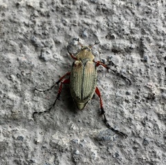 Macrodactylus