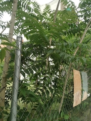 Ailanthus altissima