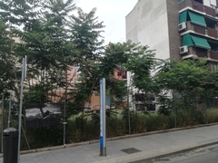 Ailanthus altissima