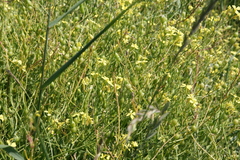 Raphanus raphanistrum landra