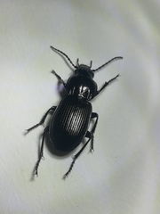 Pterostichus melas