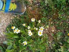 Anthemis pseudocotula