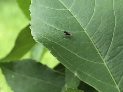 Diptera