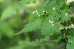 Neillia incisa