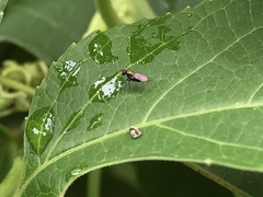 Diptera