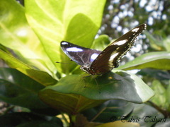 Hypolimnas bolina
