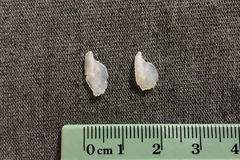 Helicolenus barathri