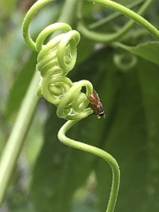 Diptera