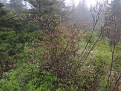Rhododendron prinophyllum