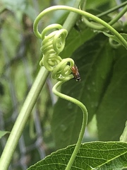 Diptera