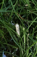 Blastobasis lacticolella