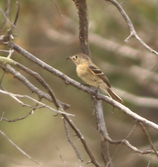 Empidonax fulvifrons