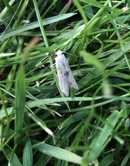 Blastobasis lacticolella