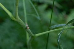 Lobesia reliquana