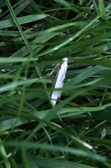 Blastobasis lacticolella