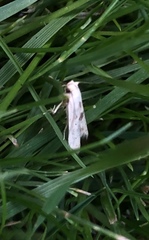 Blastobasis lacticolella