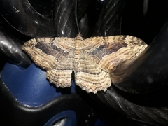 Philereme transversata