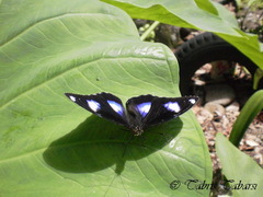 Hypolimnas bolina