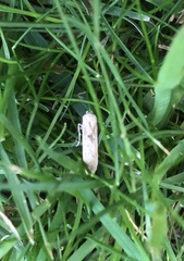 Blastobasis lacticolella