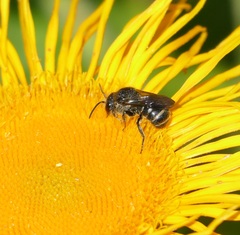 Stelis punctulatissima