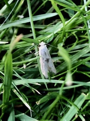 Blastobasis lacticolella