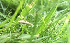 Blastobasis lacticolella