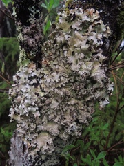 Punctelia caseana