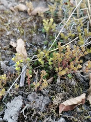 Sedum annuum