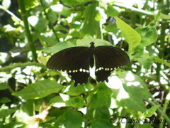 Papilio polytes cyrus