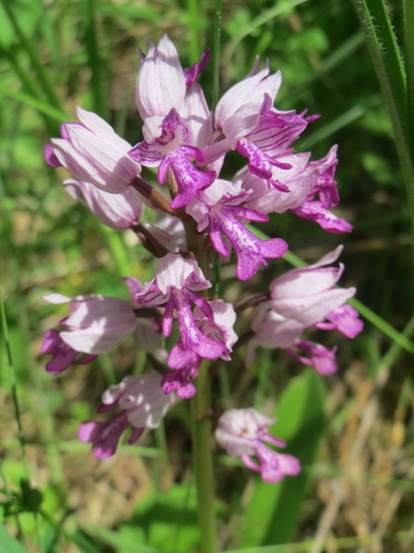 Military Orchid