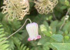 Clematis reticulata