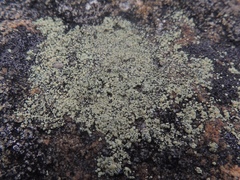 Lecanora polytropa