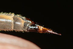 Tipula unca