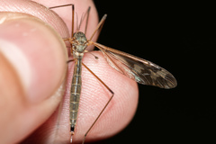 Tipula unca