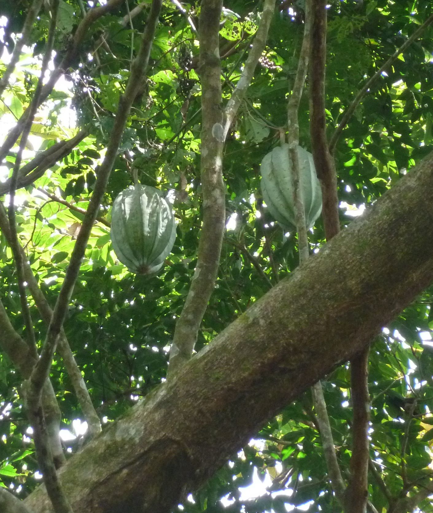 Imagem de Chuchu-de-vento