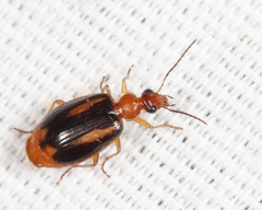 Lebia solea