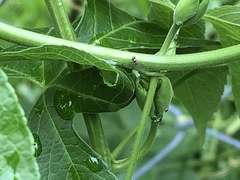 Diptera