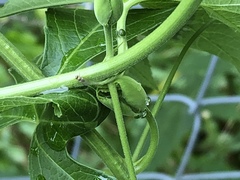 Diptera