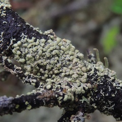 Parmeliopsis capitata