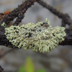 Parmeliopsis capitata