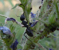 Camponotus vagus
