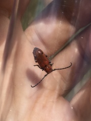 Tetraopes quinquemaculatus