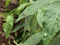 Sesiidae