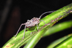 Pleioplectron hudsoni