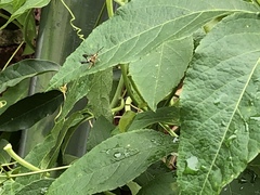 Sesiidae